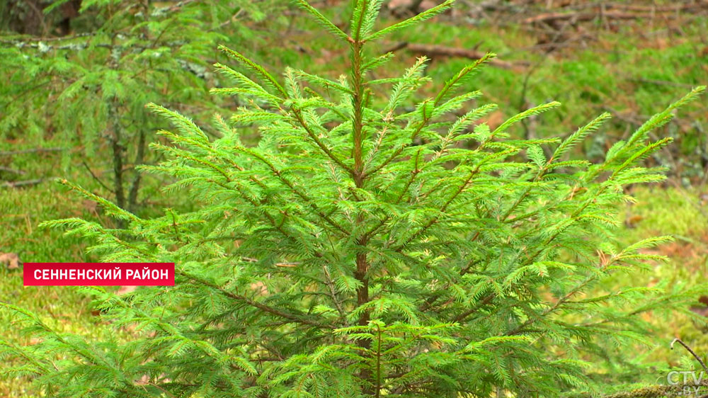 В Богушевском лесхозе каждый ноябрь - кастинг среди елей