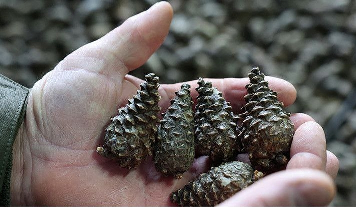 В Богушевском лесхозе подходит к концу массовый сбор шишек