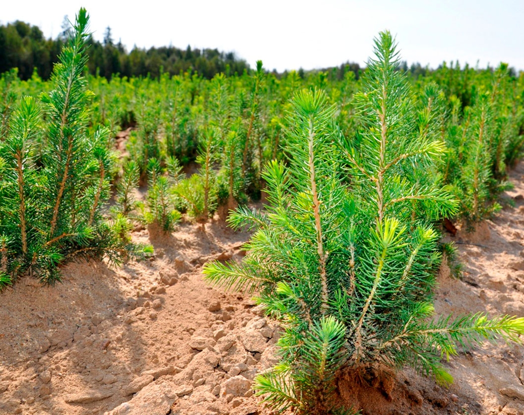 К сведению. Для тех, кто лесоводом стать мечтает.