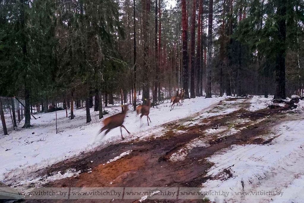 Витебские леса пополнятся почти 60 благородными оленями