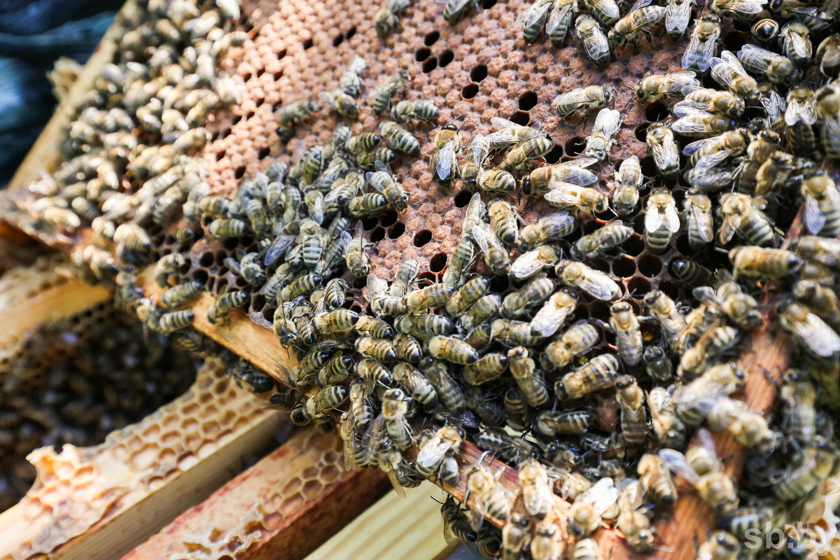 В Богушевском лесхозе стали выводить собственных пчелиных «королев»