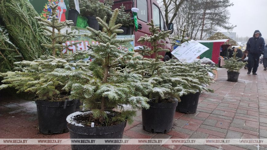 От меда и свежей рыбы до новогодних елок