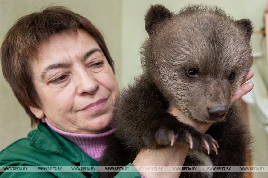 Прямо из суражских лесов. В Витебском зоопарке появилось косолапое пополнение