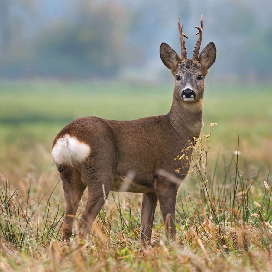 Косуля: особенности охоты и биологии животного