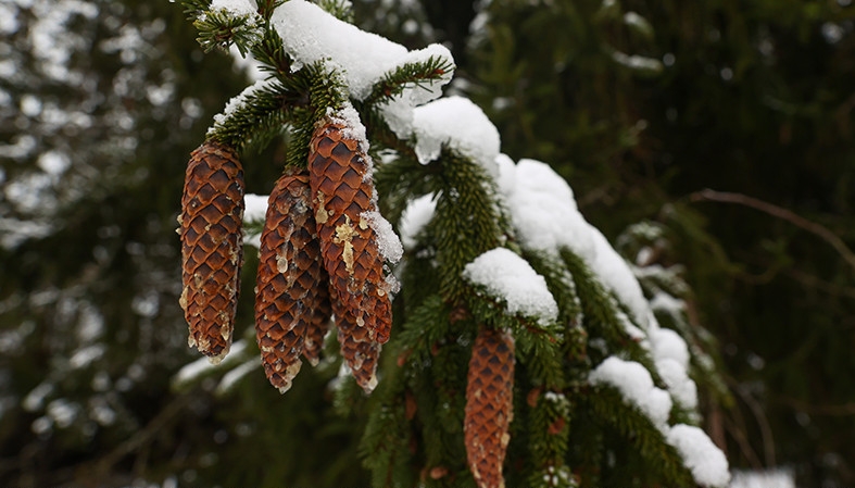 СЕЗОН ЗАГОТОВКИ ШИШЕК - В САМОМ РАЗГАРЕ