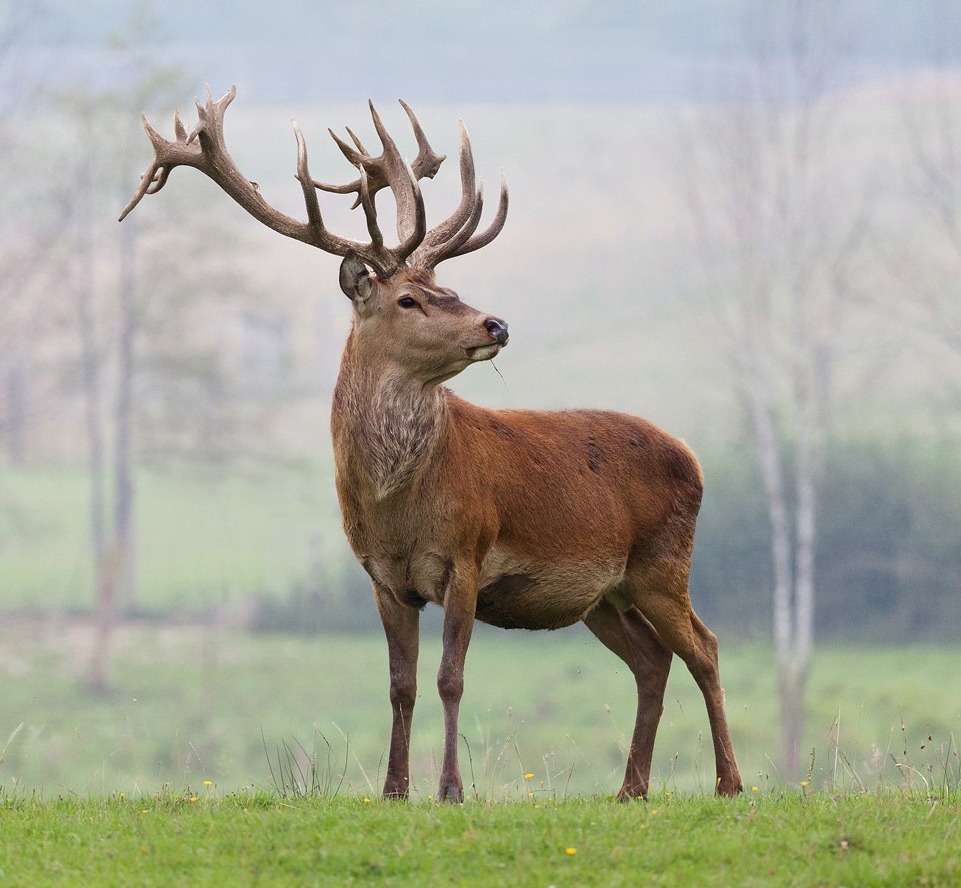 Около 40 благородных оленей выпустят из вольера в Витебском районе