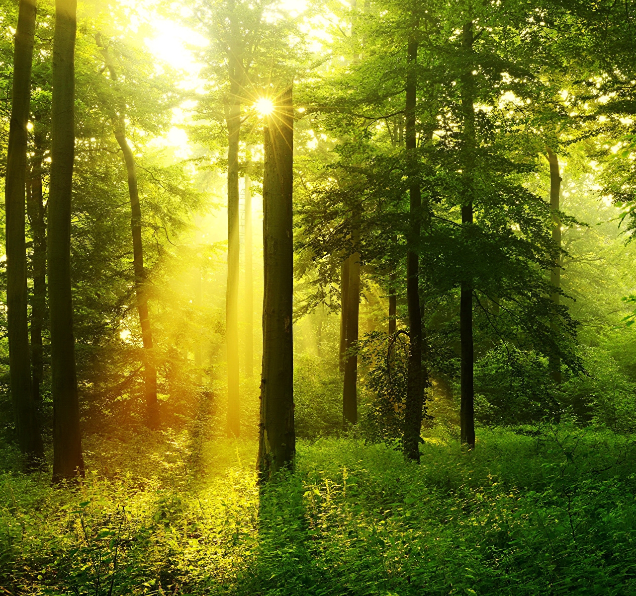 В большинстве районов Беларуси сняли ограничения на посещение лесов