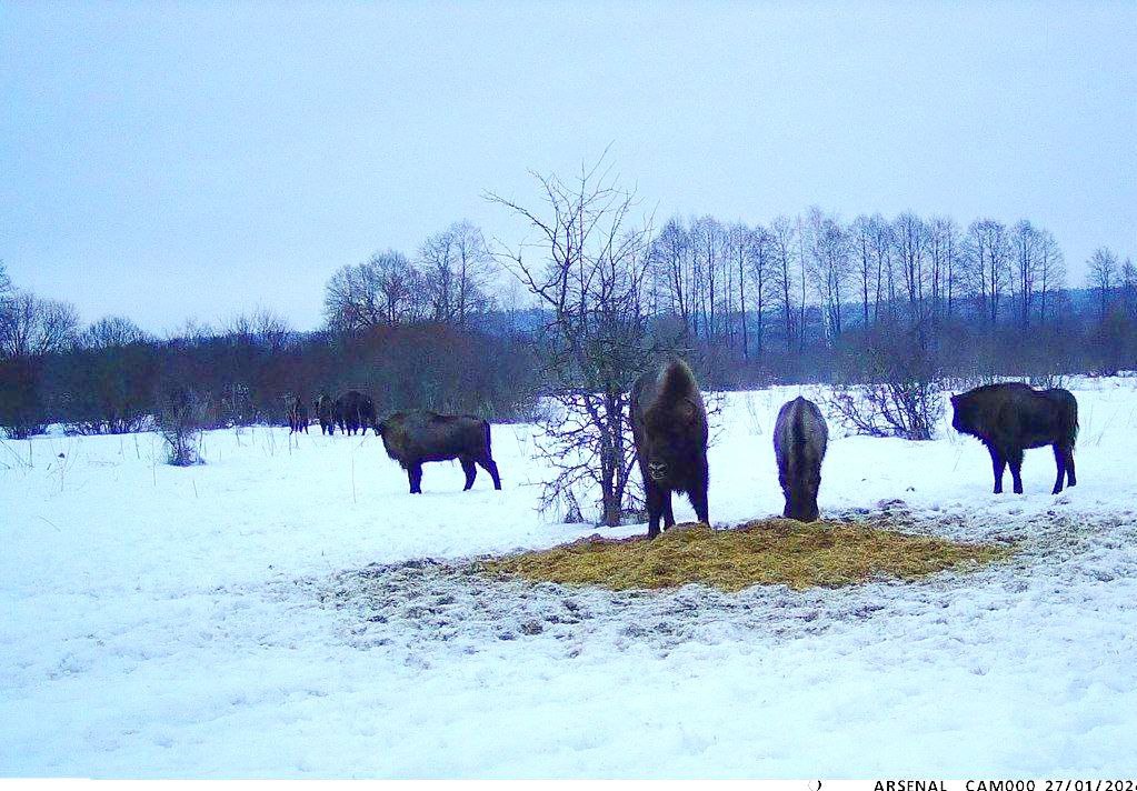 Лесные красавцы-зубры продолжают