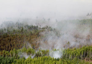 ПЕРВЫЙ В ЭТОМ ГОДУ ЛЕСНОЙ ПОЖАР ЗАФИКСИРОВАН В БЕЛАРУСИ