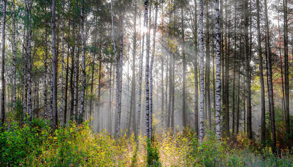 Госпрограмма «Белорусский лес» на 2016-2020 гг.: реализация признана эффективной