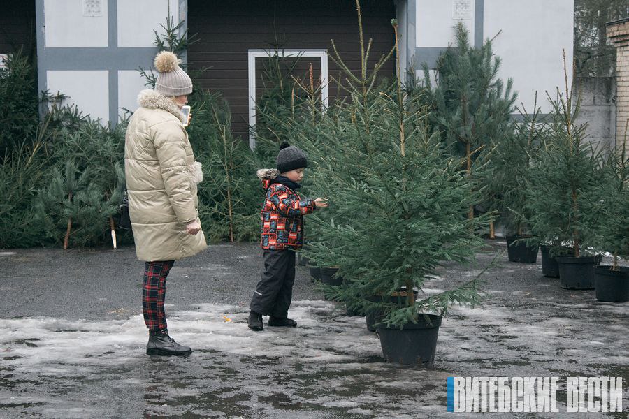 Ближайший елочный базар можно найти на публичной кадастровой карте
