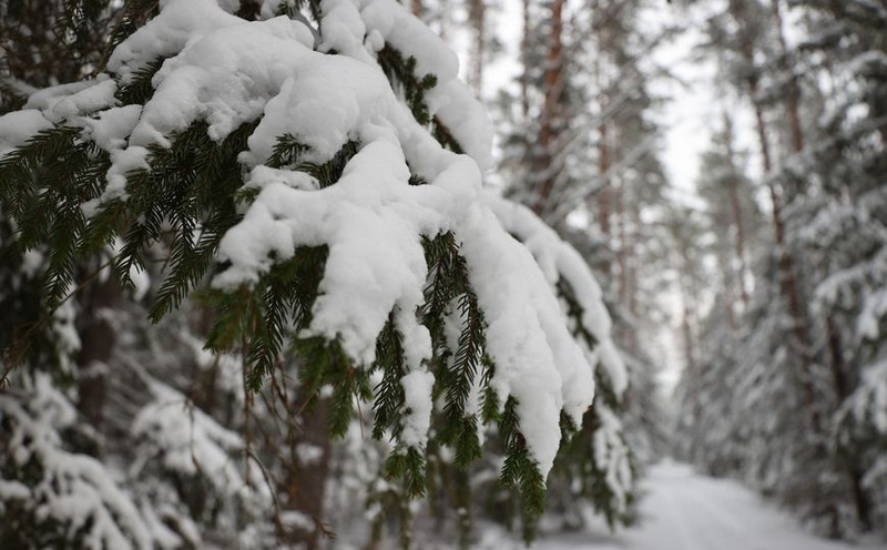Незаконная рубка новогодних елей и сосен в лесу категорически запрещена