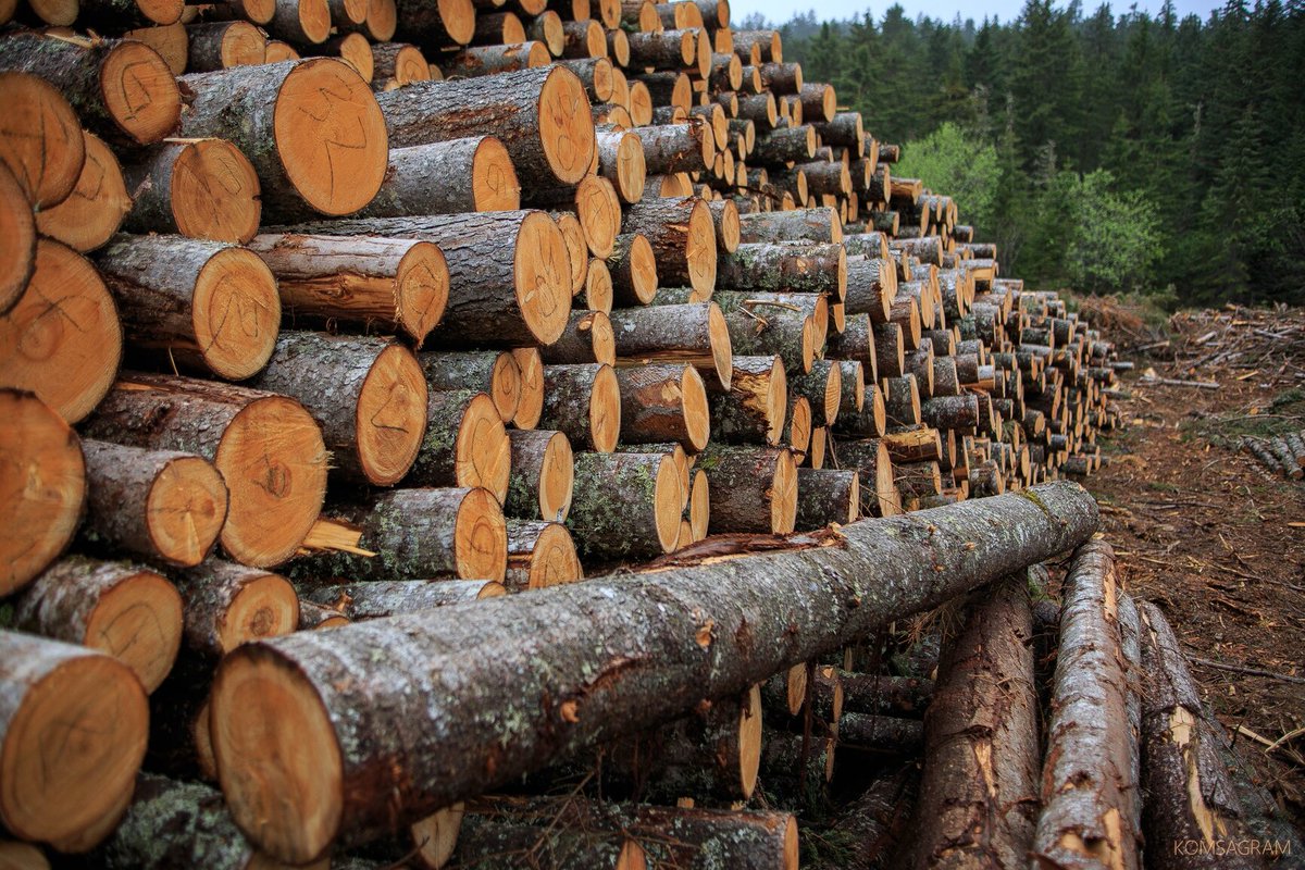 Что изменится в порядке продажи древесины с 25 сентября