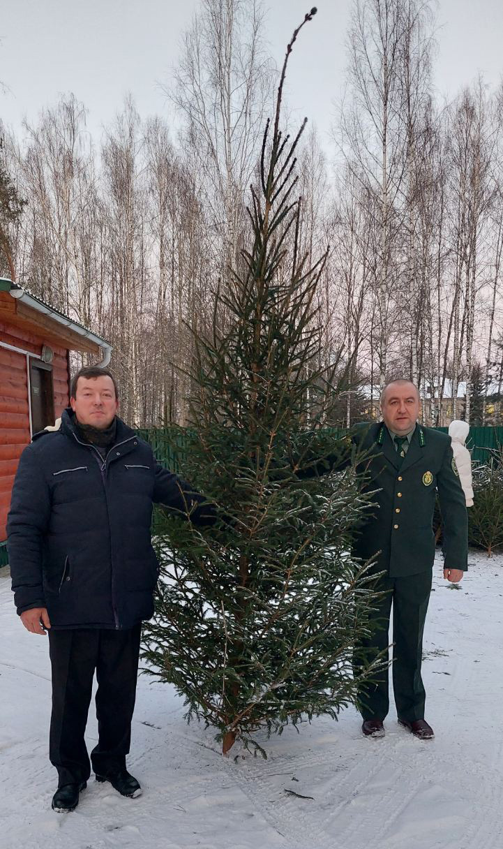 Лесхозы Витебщины дарят новогодние деревья в рамках благотворительной акции