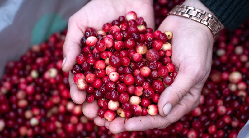 Когда можно собирать клюкву и бруснику в Витебской области