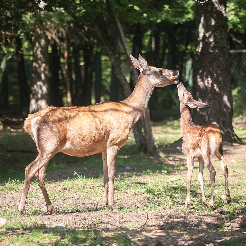 В угодья Витебского ГПЛХО впервые завезут ланей