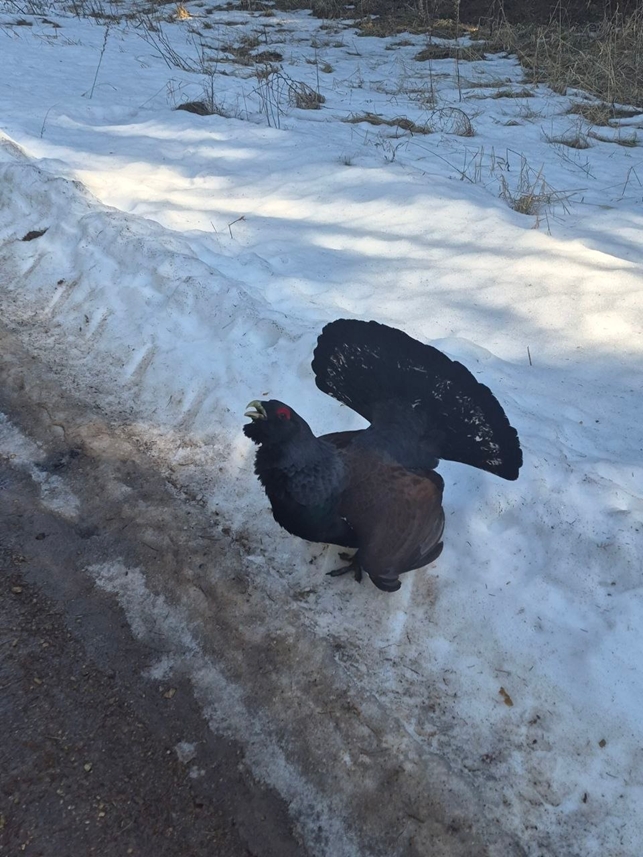 Глухарь-герой: как лесной житель встречал охрану