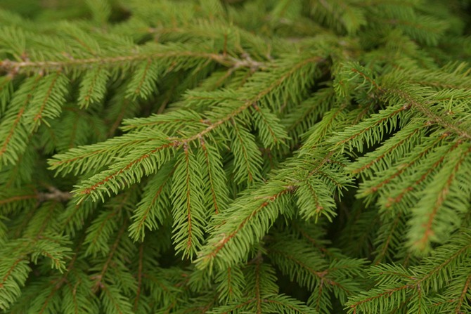 Где можно приобрести Новогоднюю красавицу и не испортить себе праздник.