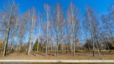 Народный праздник Берещенье, или День березы, отмечают сегодня
