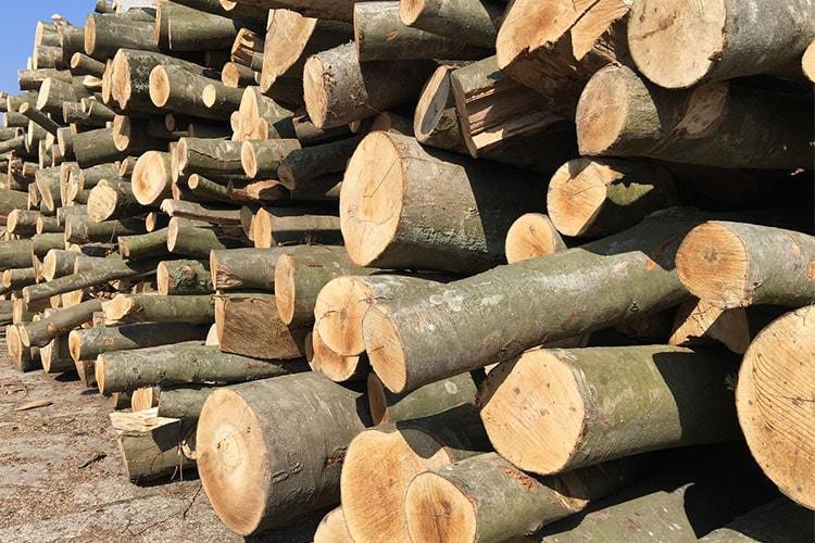 Сколько стоит кубометр древесины для заготовки дров, рассказали в Минлесхозе