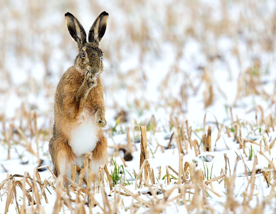 Открытие сезона охоты на зайца: правила и рекомендации