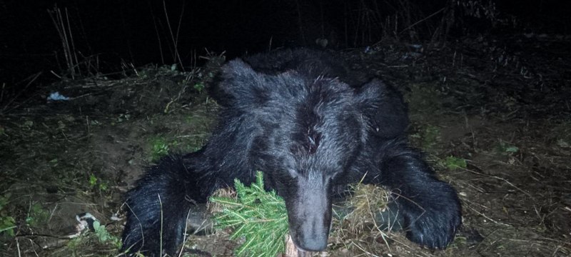 Трофей есть: первого медведя добыли на охоте в Сенненском районе