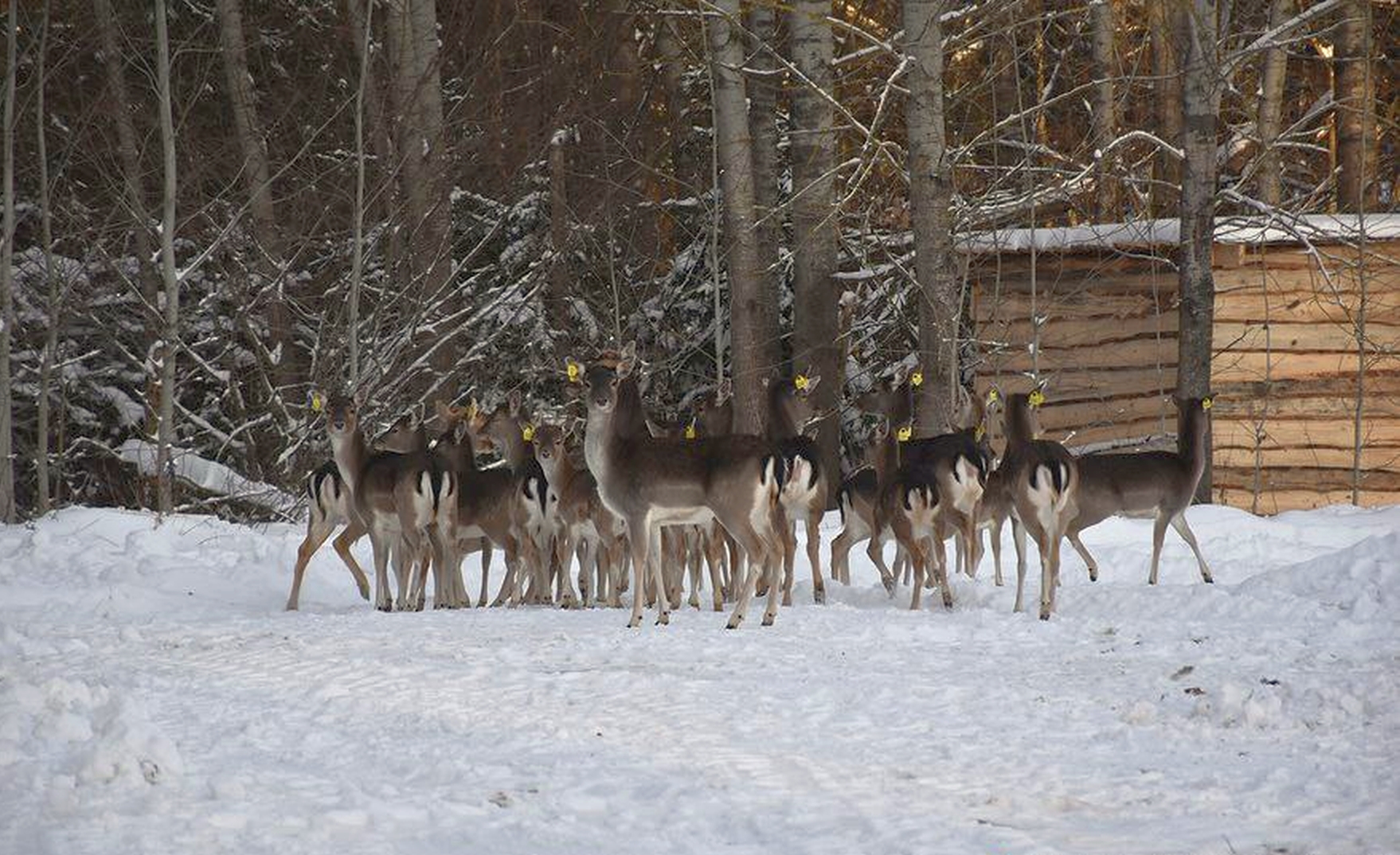В Оршанский лесхоз впервые завезли ланей