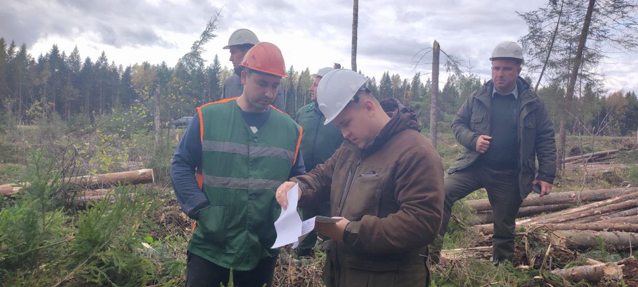 НА КОНТРОЛЕ: РАЗРАБОТКА ВЕТРОВАЛЬНО-БУРЕЛОМНЫХ ЛЕСОСЕК