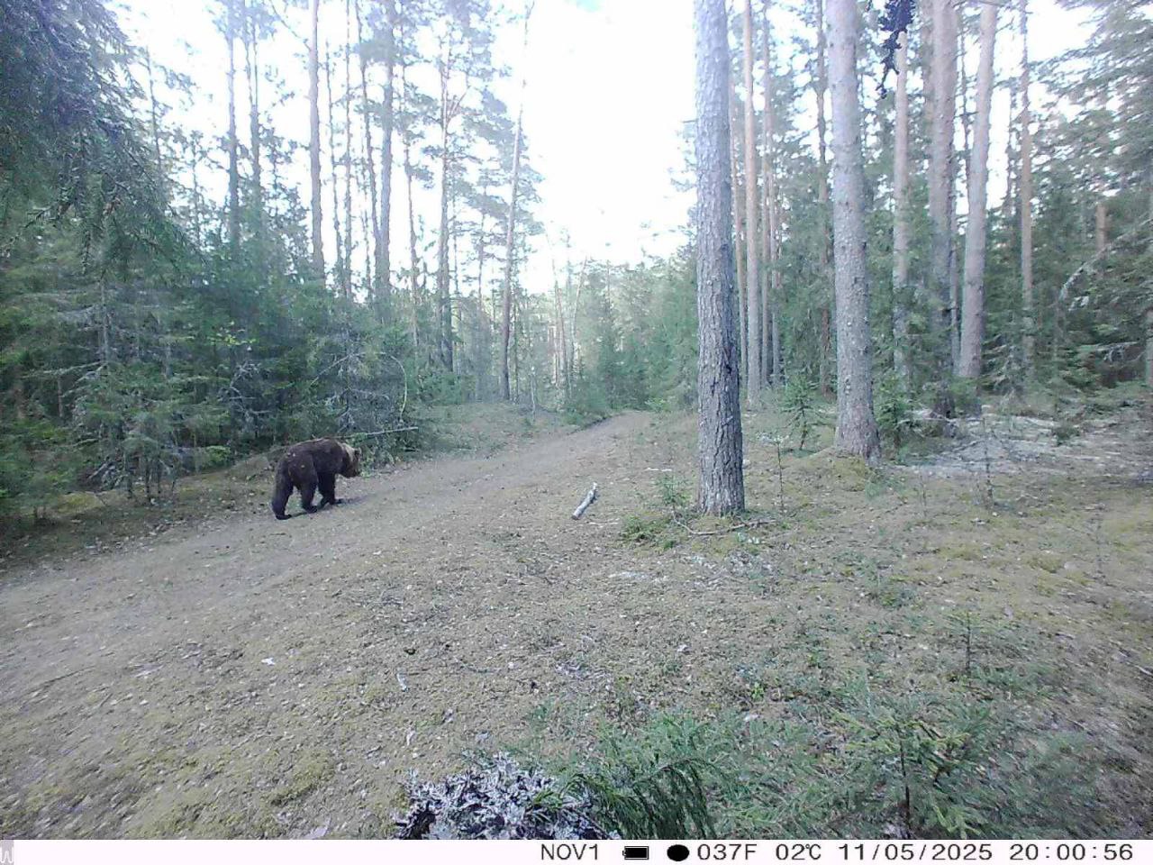 На камеру фотоловушки попал медведь