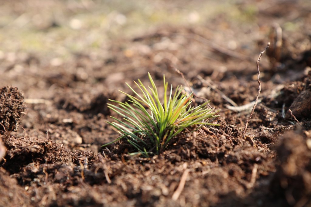 Белорусам предлагают посадить свое дерево