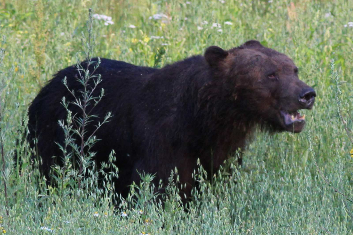На Витебщине число медведей выросло примерно до тысячи
